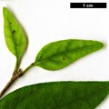 SpeciesSub: subsp. microphylla 'Superba'